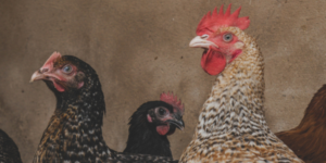 Poultry disease prevention and management
