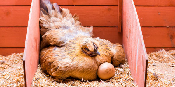 Moulting in laying hens