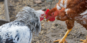 Cannibalism in poultry