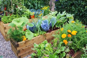 Urban Farming